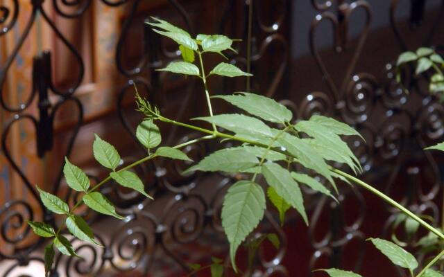 Riad Celia