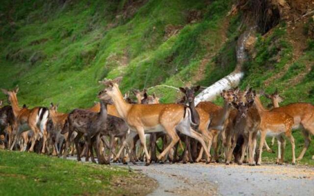 Tourist Farm Arbajter