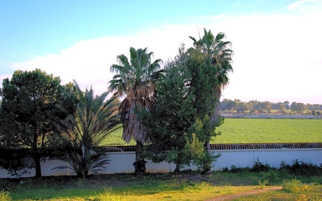 Palmero