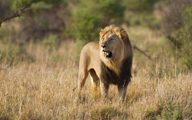 Nkorho Bush Lodge