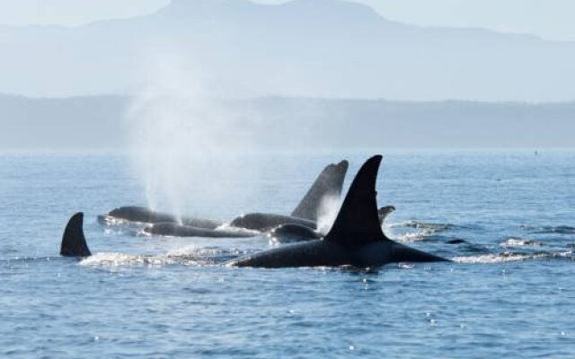 Orca View Cottage