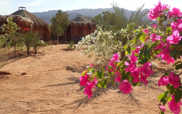Bedouin Star (Ras shetan area)