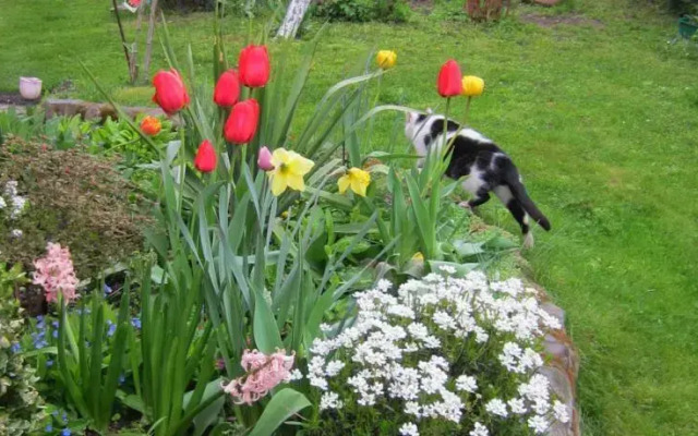 Pokoje Gościnne Bolków