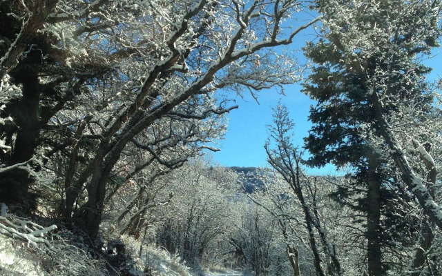 Treehouse by the Stream