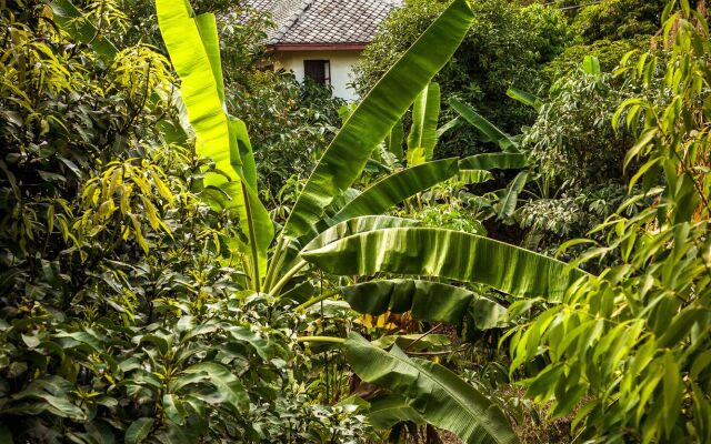 Cashew Nut Village