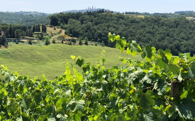 Agriturismo LOlmo