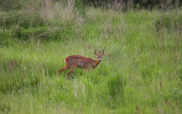 Semi-detached house Seepferdchen, Lohmen