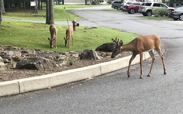 Westwood Villas, Lake Harmony, USA