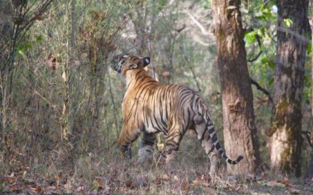 Infinity Resort Kanha