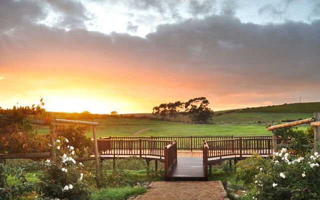 Endless Vineyards at Wildekrans Wine Estate