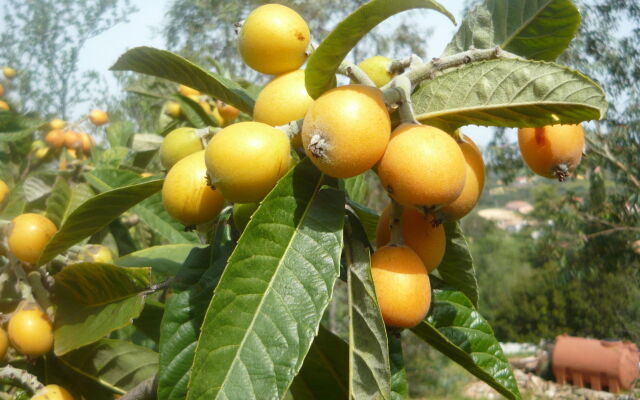 Li Muntigeddi