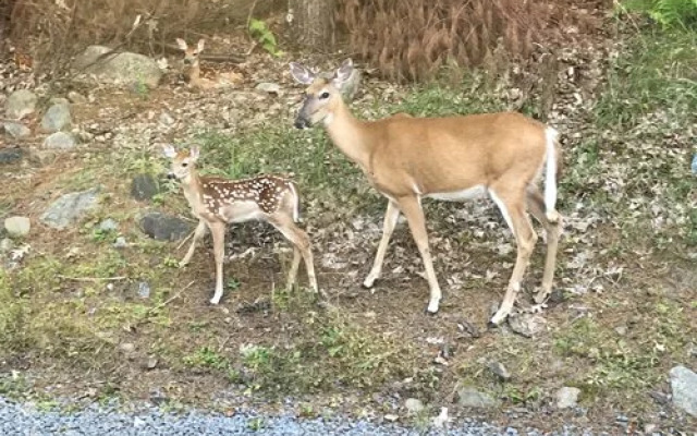 Westwood Villas, Lake Harmony, USA