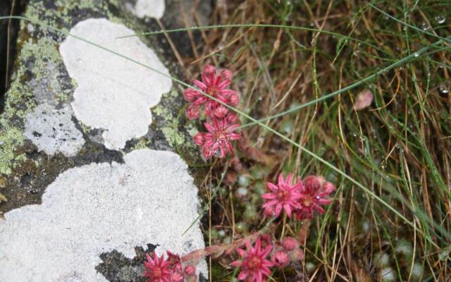 Chalet Hinter Dem Rot Stei