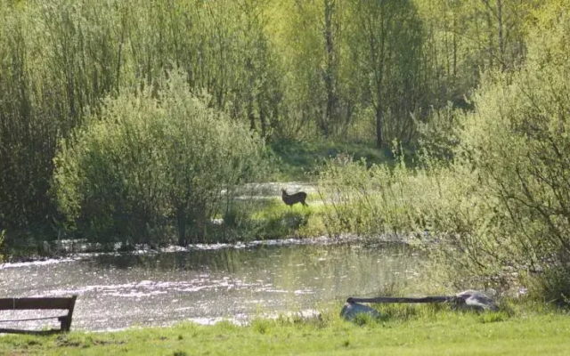 Puszcza Romincka