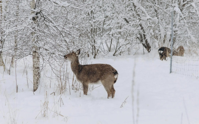 Кроличья нора