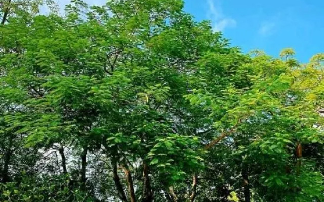 Zhongshan shanhaiju apartment