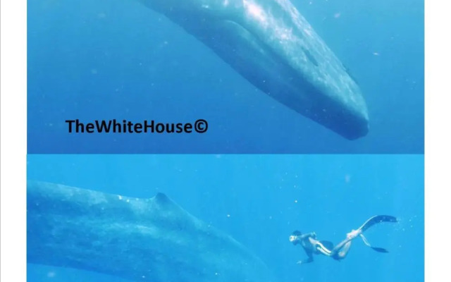The White House
