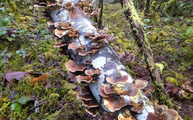 The Perch at Moon Dance