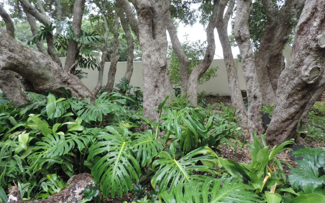 Milkwood Lodge - Hermanus