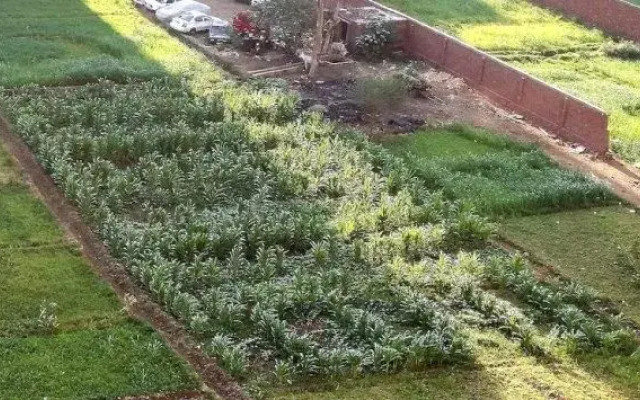 Maadi Star Apartment