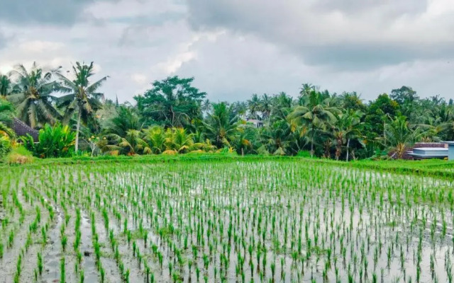 Srijaya Ubud
