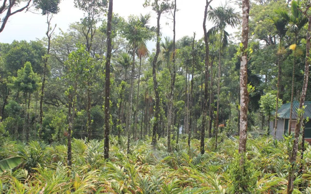 Tree Blanche Munnar