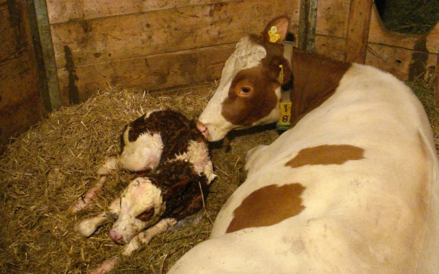 Wooden Apartment With Mountain View