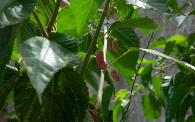 MarAzul, Casa grade familiar en Zorritos