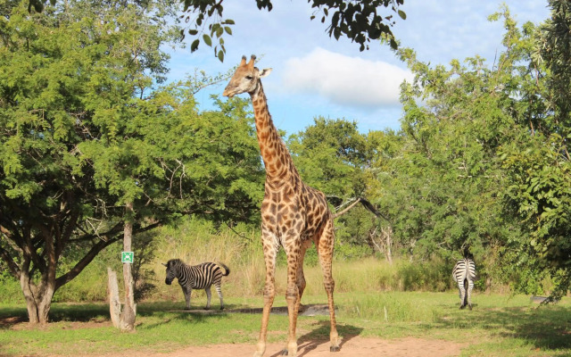Thornhill Safari Lodge