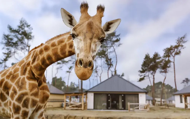 Safari Resort Beekse Bergen