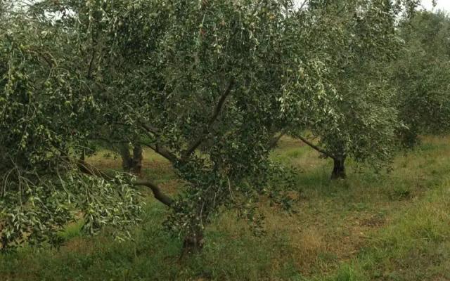 Apartmani Marijana