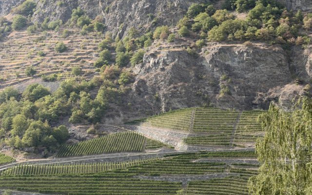 View of the vineyards
