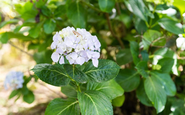 Quinta biológica, com vista, na Serra de Sintra