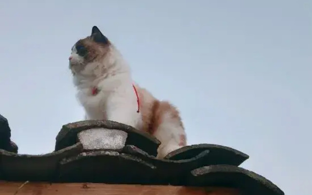 Yunshe Puju Guesthouse