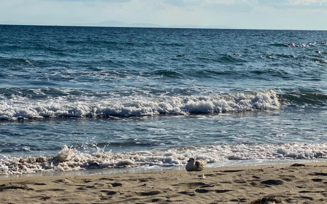 Apartament №1 in Villa Astoria 5