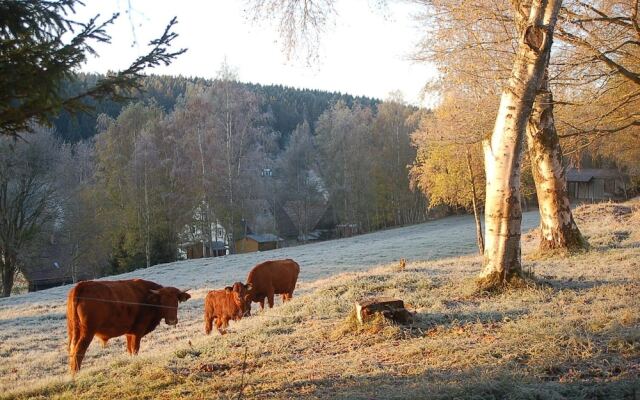 Zaunkönig 1.