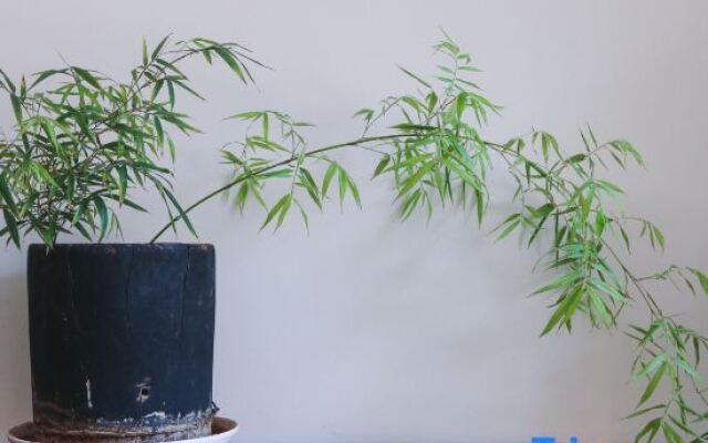 Yinyu Chuxin Hostel