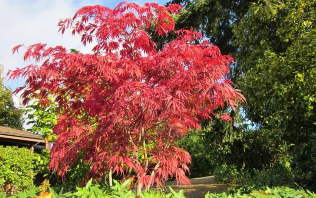 桑德芙住宿加早餐酒店(Soundview Cottage B&B)