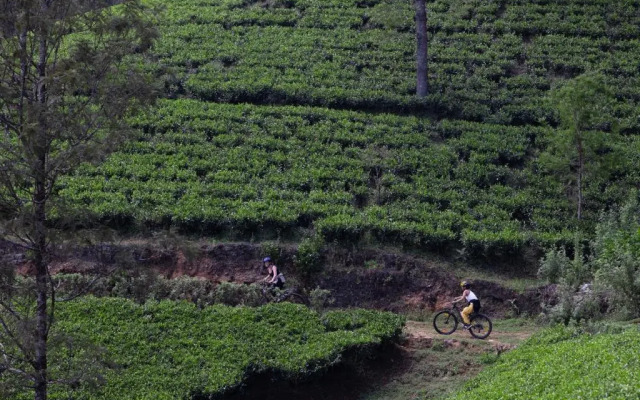Heritance Tea Factory