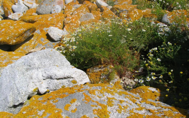 Studio les Trois Etoiles de Mer