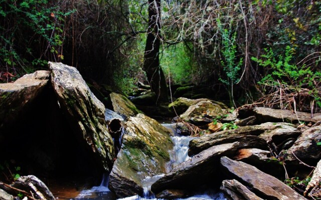 Buddha Peaceful Oasis