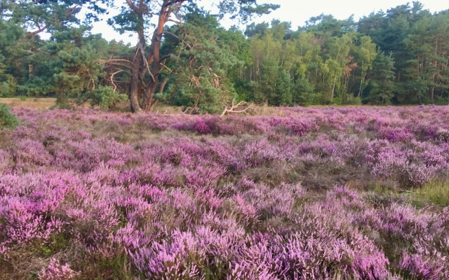 Vakantiehuisje Specht