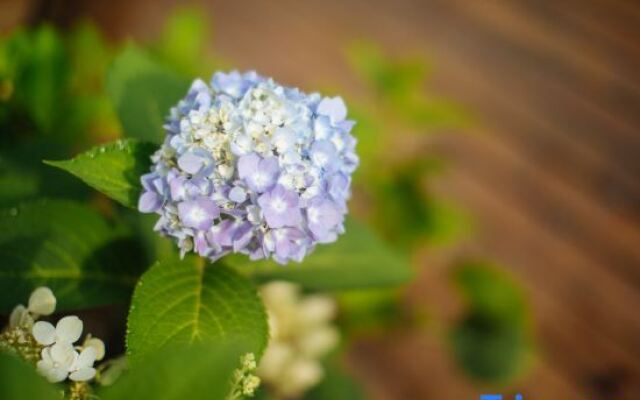 Yunqiju · Moganshan Guesthouse (Firefly Base)