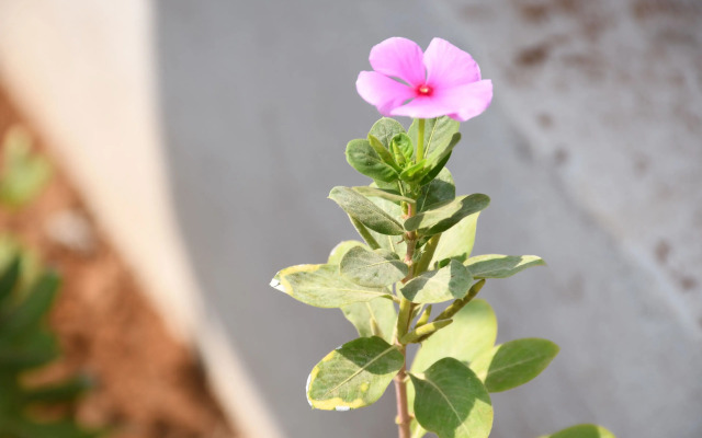 Sea Princess Beach Resort