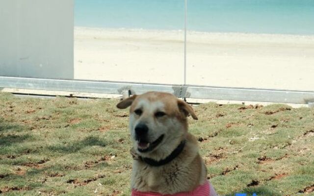 Changfeng Guesthouse (Weizhou Island Seaview Chalet)