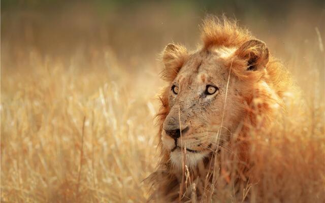 Big Cat Safari , 4 days / 3 nights , Fly-in safari in Kenya