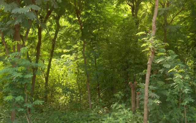 The Local Menjangan