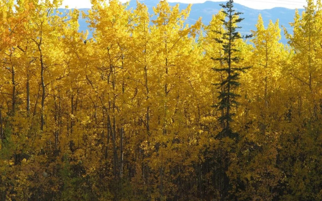 White Mountain Inn B&B