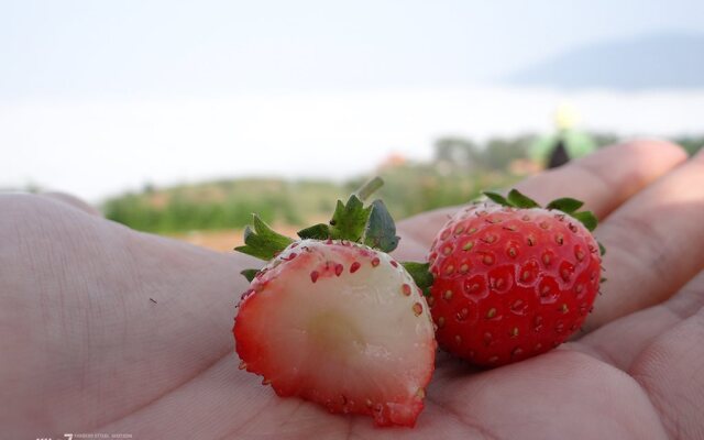 Fufu In Love Cottages & Campground