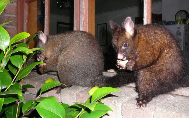 Wind Song Bed and Breakfast